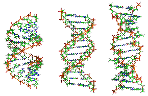 800px-A-DNA,_B-DNA_and_Z-DNA