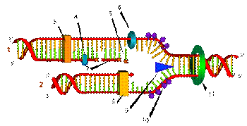 http://upload.wikimedia.org/wikipedia/commons/thumb/d/d0/DNA_replication_numbered.svg/350px-DNA_replication_numbered.svg.png