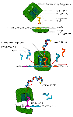 http://upload.wikimedia.org/wikipedia/commons/thumb/e/e6/TRNA_ribosomes_diagram_ru.svg/400px-TRNA_ribosomes_diagram_ru.svg.png